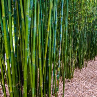 公園有哪些竹子?竹子在園林中的種類與功能有多麼豐富?